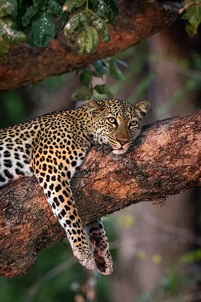 Léopard dans un arbre qui se repose, vue lors d'un safari en Zambie dans le parc national de Lower Zambezi