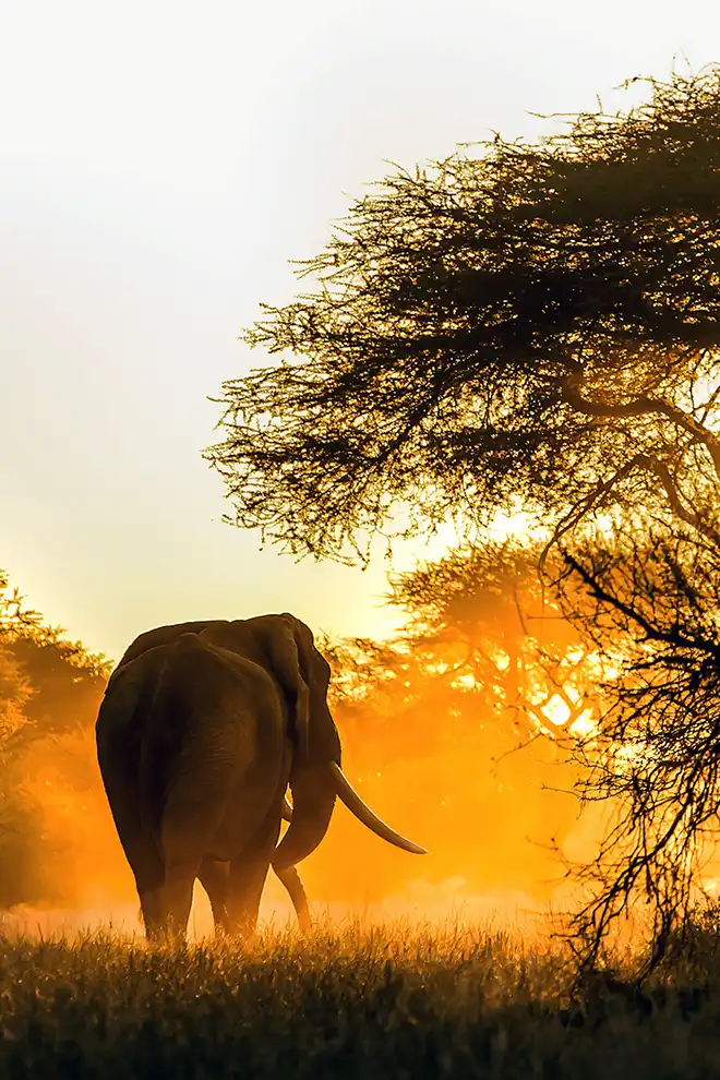 Un éléphant s'en va vers la lumière au coucher du soleil dans la savane au Zimbabwe