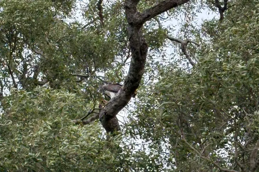 Un aigle martial dans un arbre dans le parc national de Moremi, Delta de l'Okavango, Botswana