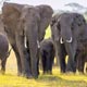 safari amboseli kenya agence specialiste suisse afrique
