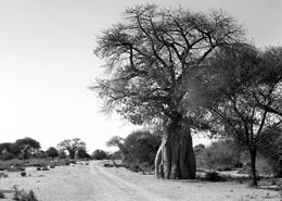 Baobabs en Afrique du Sud, voyage authentique hors des sentiers battus avec Mungo Park, agence de voyage specialiste et sur mesure