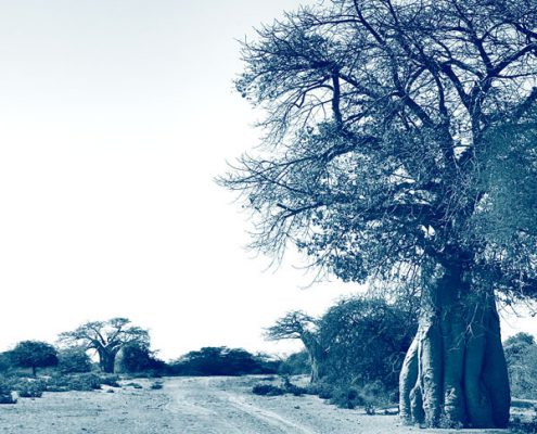 Baobabs en Afrique du Sud, voyage authentique hors des sentiers battus avec Mungo Park, agence de voyage specialiste et sur mesure