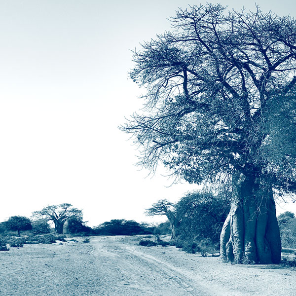 Baobabs en Afrique du Sud, voyage authentique hors des sentiers battus avec Mungo Park, agence de voyage specialiste et sur mesure