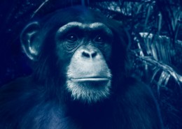 Voyage en Tanzanie pour voir des Chimpanzes