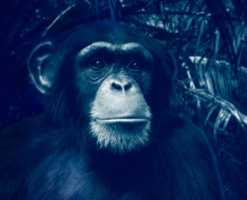 Voyage en Tanzanie pour voir des Chimpanzes