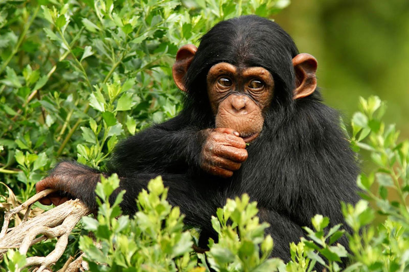 safari afrique hors des sentiers battus voyage sur mesure agence voyage suisse