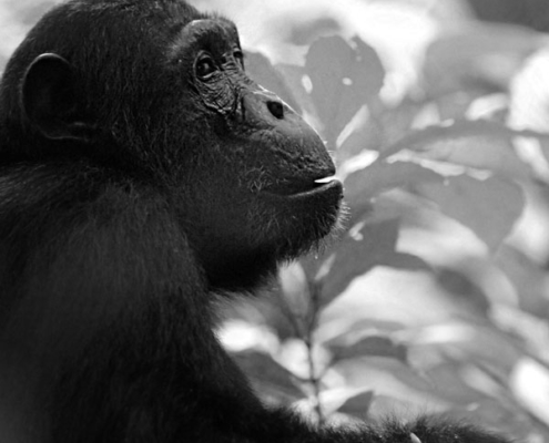 greystoke mahale chimpanzee tanzanie afrique voyage sur mesure exceptionnelle bucket list
