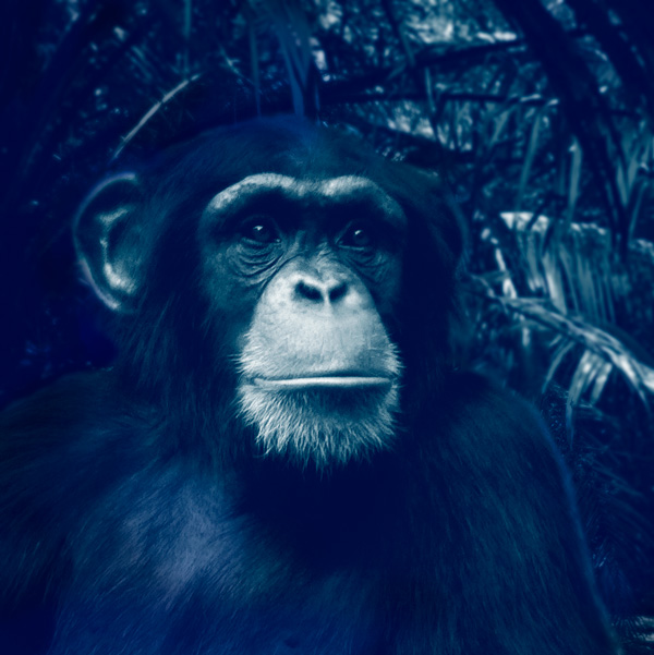 Voyage en Tanzanie pour voir des Chimpanzes