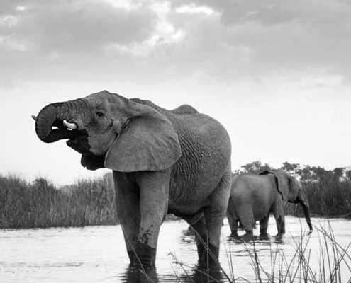 safari botswana exclusive luxe sur mesure agence specialisee mungo park