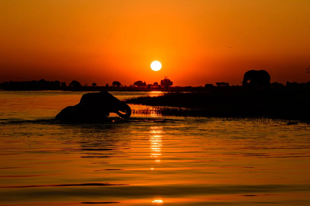 Elephant qui se baigne dans la rivière Chobe au Botswana