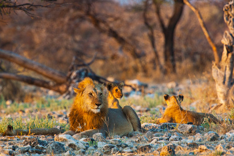 agence de voyage sur mesure agence de voyage safari afrique hotel insolite safari sur mesure namibie hors des senttiers battus