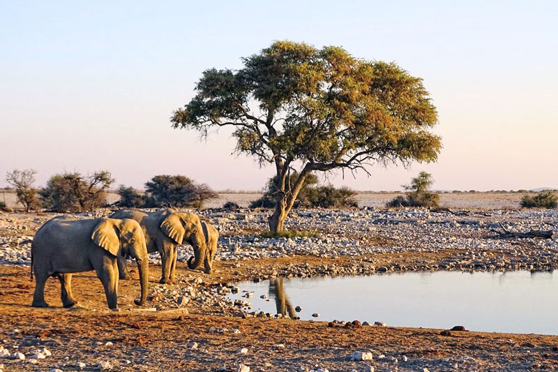 agence de voyage sur mesure agence de voyage safari afrique hotel insolite safari sur mesure namibie hors des senttiers battus