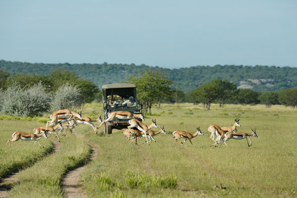 Namibie safari animaux paysages Afrique