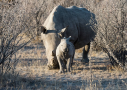 animaux Etosha rhino famille safari exprérience