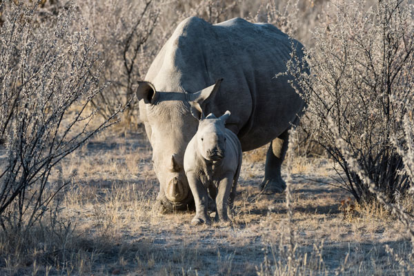 animaux Etosha rhino famille safari exprérience