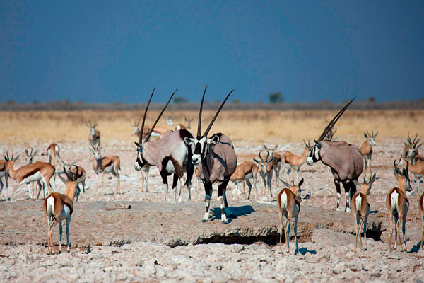 namibie visite parc animalier etosha safari Afrique