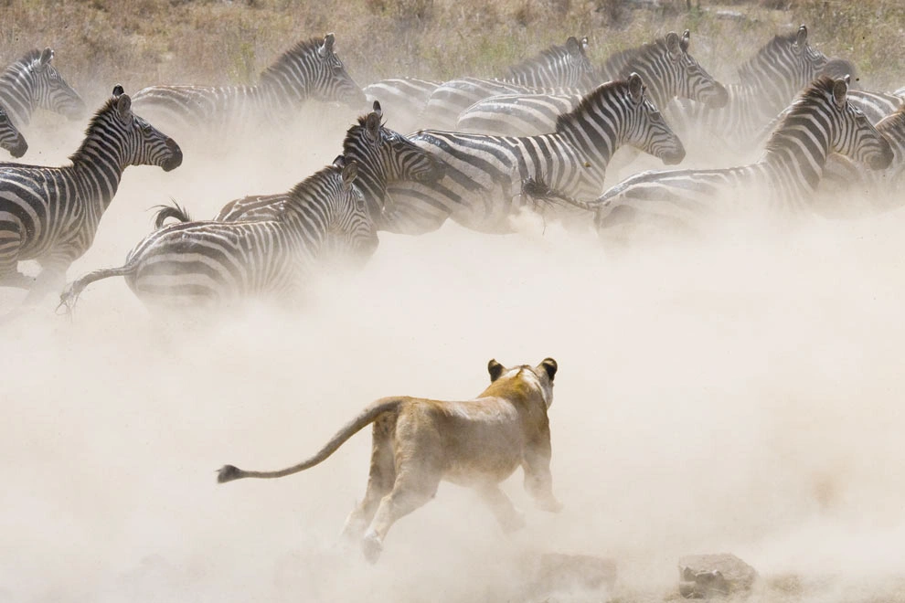 Lion qui attaque la grande migration en Tanzanie