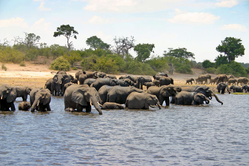 safari de luxe botswana agence voyage sur mesure suisse geneve