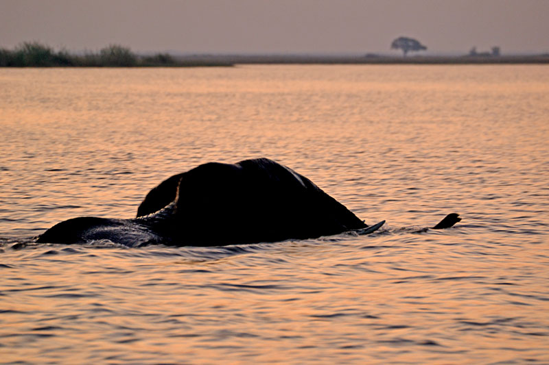 safari de luxe botswana agence voyage sur mesure suisse geneve