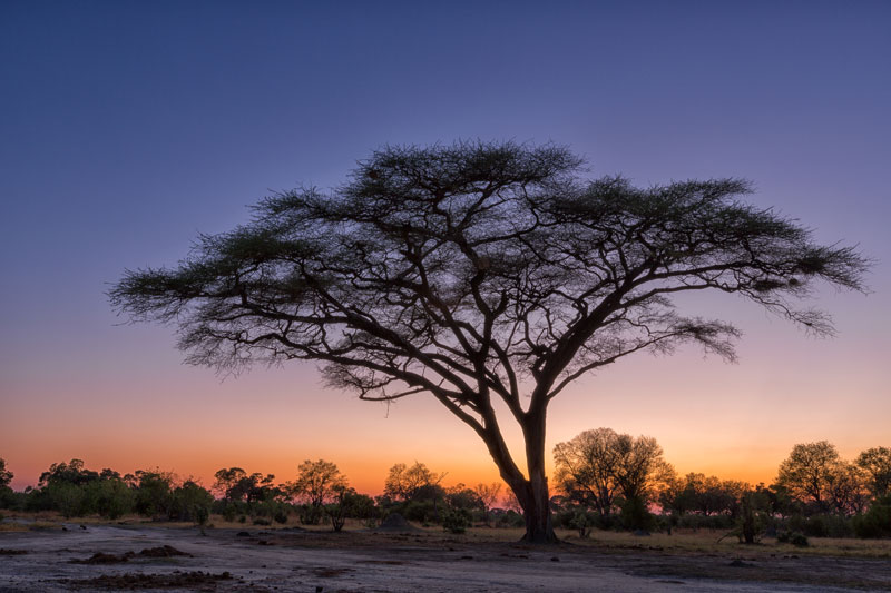 safari sur mesure agence voyage suisse geneve botswana