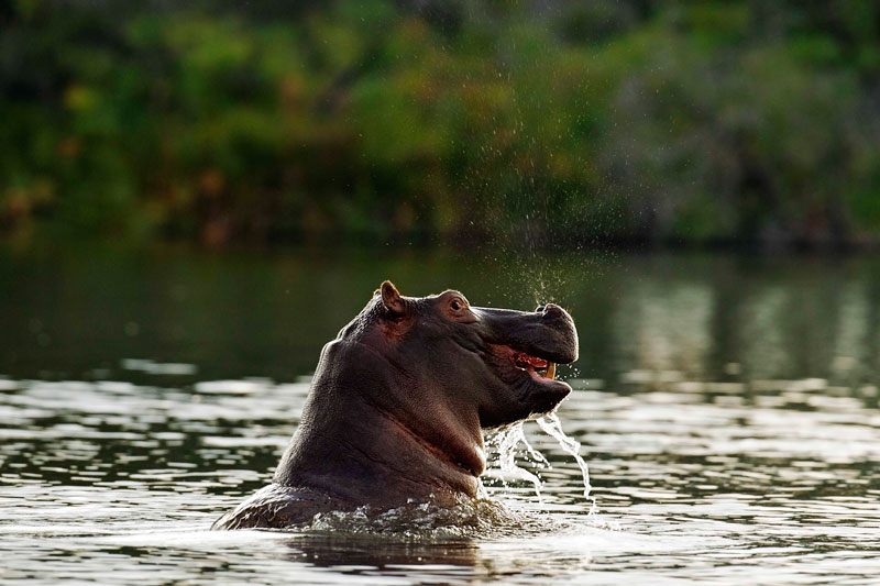 safaris de luxe dans le delta de l'okavango sur mesure