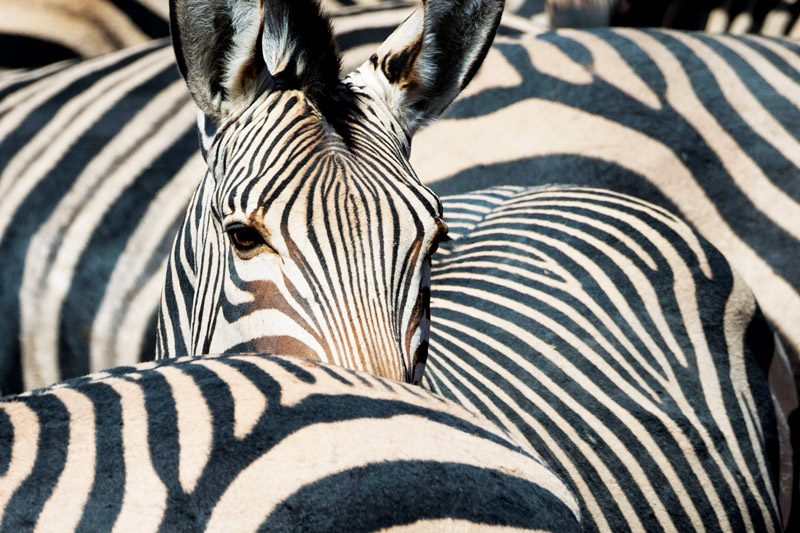 voyage specialiste safaris etosha namibie