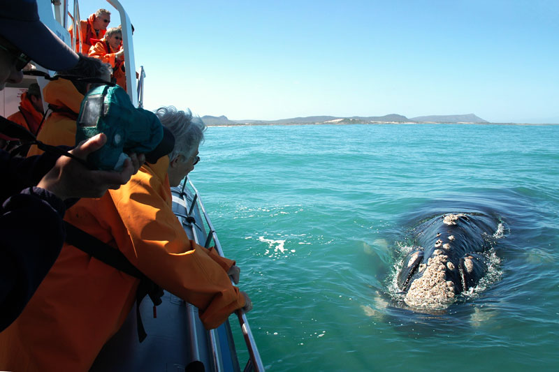 voir des baleines en afrique du sud avec Mungo Park, specialiste des voyages sur mesure