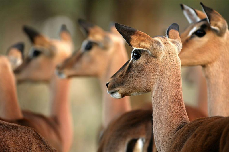 safari en afrique agence voyage suisse pour safari sur mesure botswana