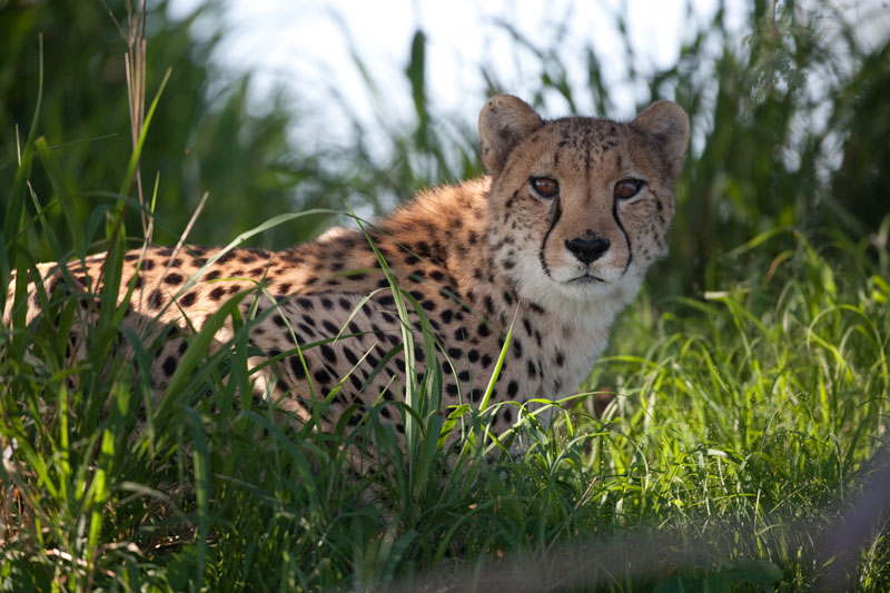 agence voyage namibie safari namibie sur mesure