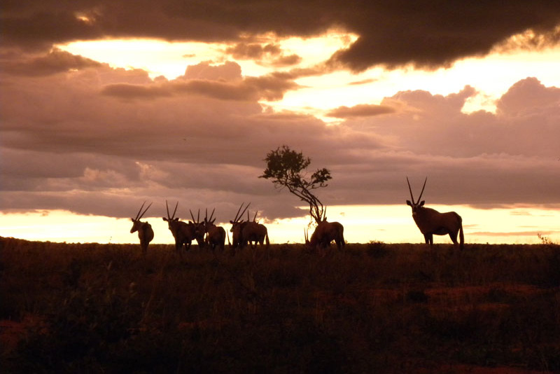 agence voyage namibie safari namibie sur mesure