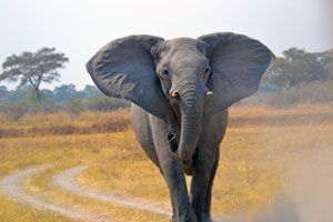safaris sur mesure avec mungo park, agence de voyage spécailiste