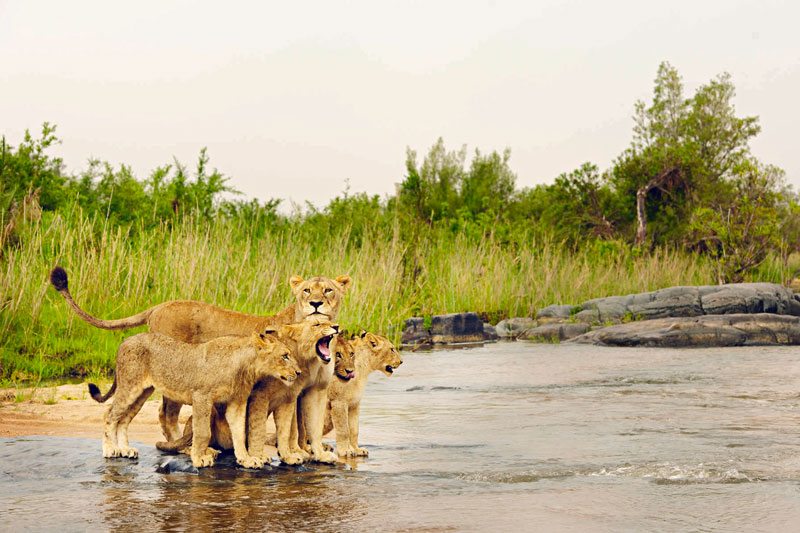 Safari entre amis en couple famille voyage au botswana agence de voyage suisse