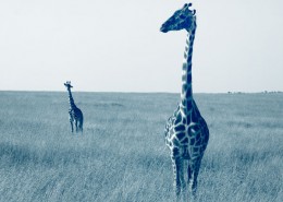 safari nord tanzanie migration