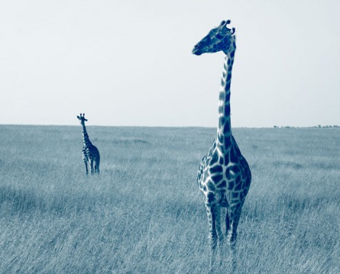 safari nord tanzanie migration