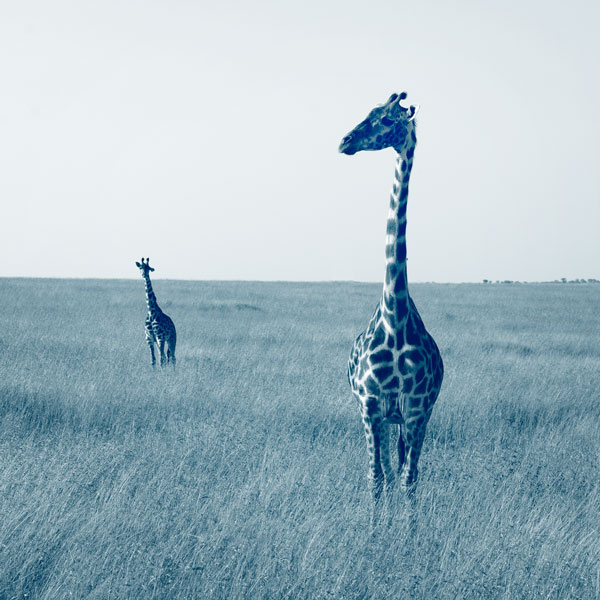 safari nord tanzanie migration