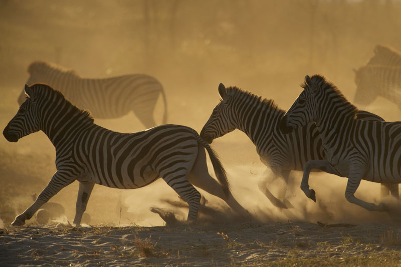 safari sur mesure agence voyage suisse geneve botswana delta okavango