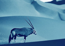 Expedition kaokoland namibie, un safari exceptionnel