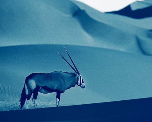 Expedition kaokoland namibie, un safari exceptionnel
