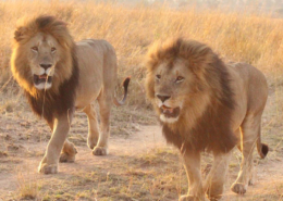 lions kenya savane massai safari