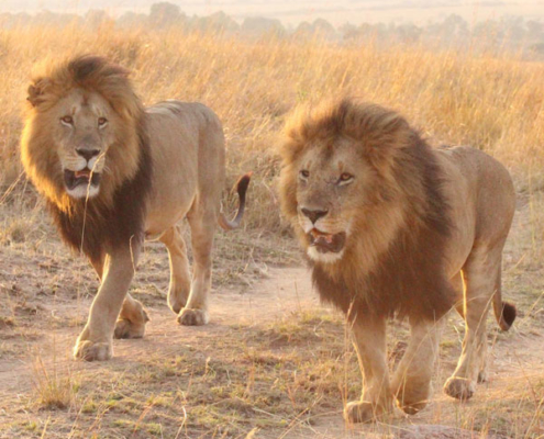 lions kenya savane massai safari