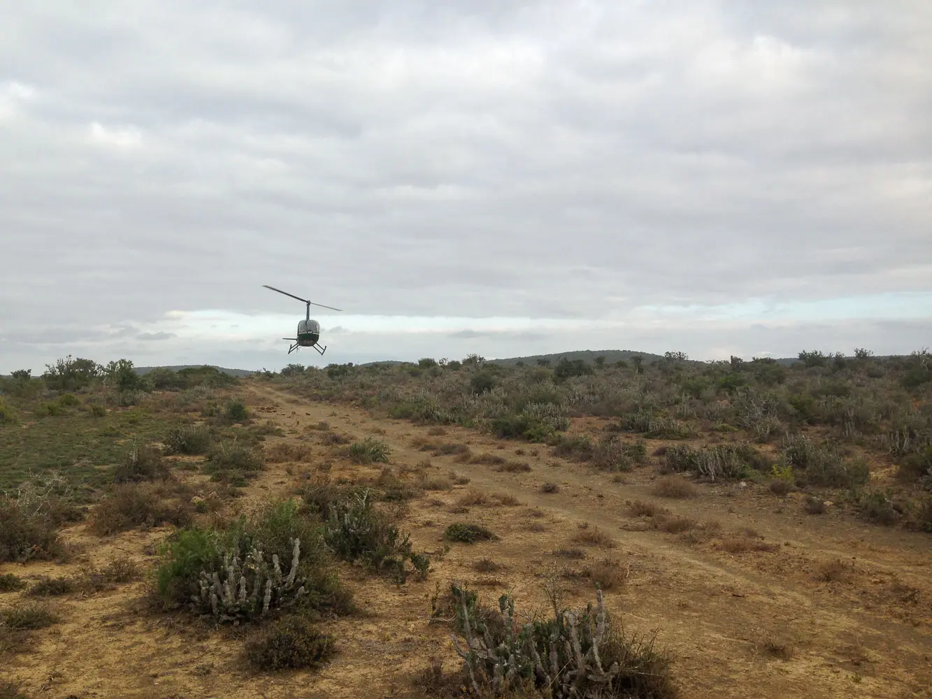Un hélicoptère survole à basse altitude une piste de terre dans le bush aride de Kwandwe, à la recherche des rhinocéros.