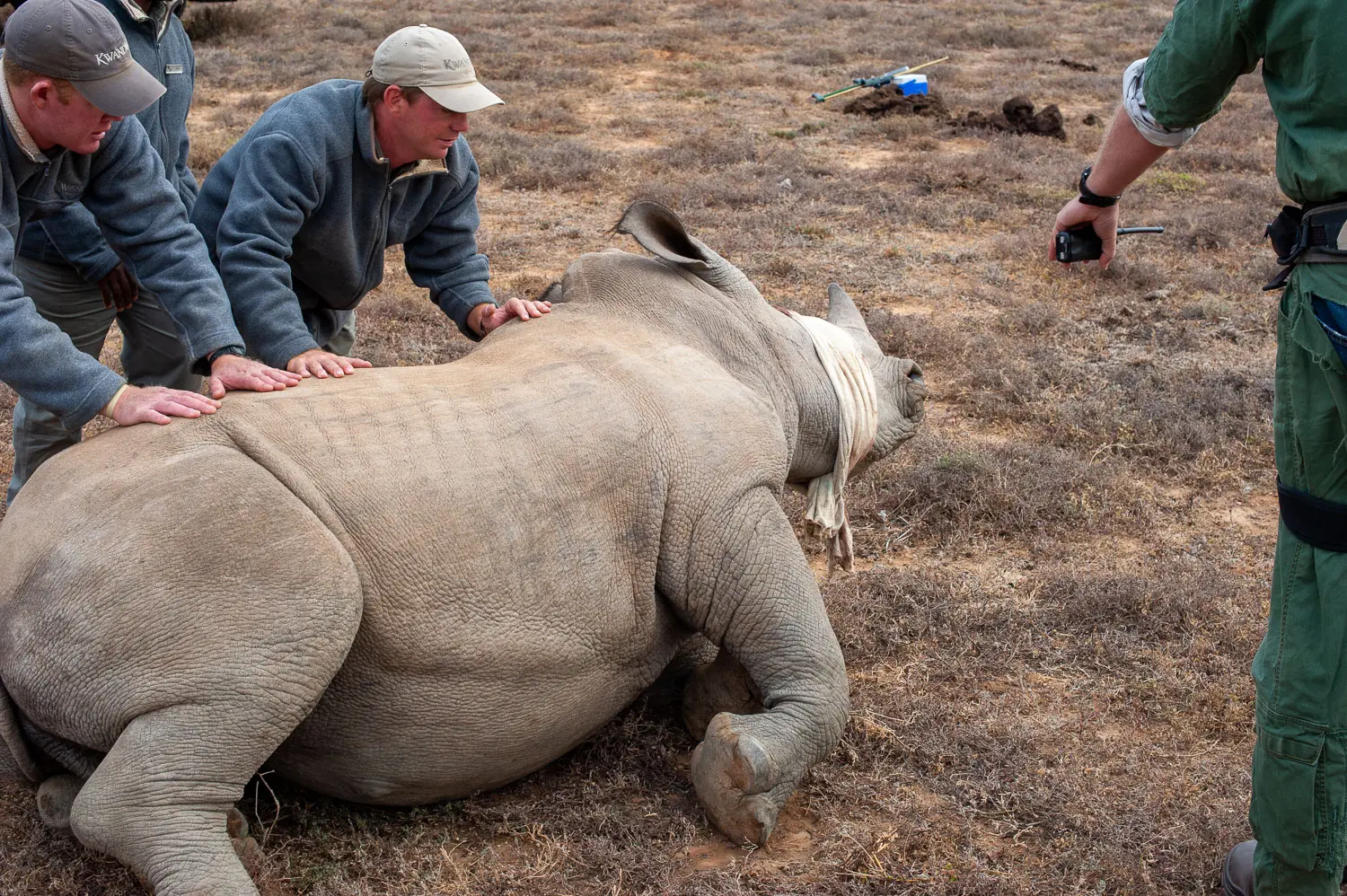 Deux membres de l'équipe de Kwandwe posent les mains sur un rhinocéros blanc sédaté et couché au sol, les yeux bandés ; la sarbacane de fléchettes est posée dans l'herbe derrière.