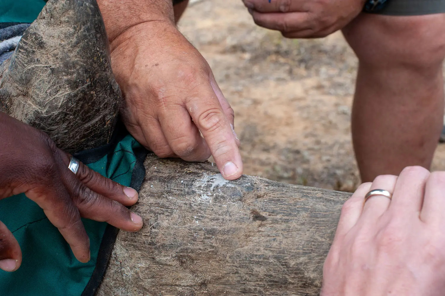 Gros plan sur trois paires de mains autour de la corne d'un rhinocéros ; un doigt désigne la poussière pâle laissée par le perçage destiné à recevoir la puce.