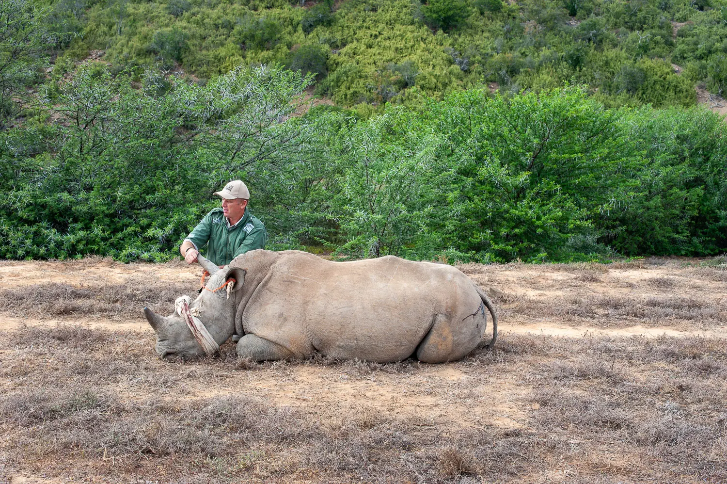 Un membre de l'équipe reste auprès d'un rhinocéros blanc sédaté, couché sur le flanc dans une clairière, en attendant la fin de l'intervention.