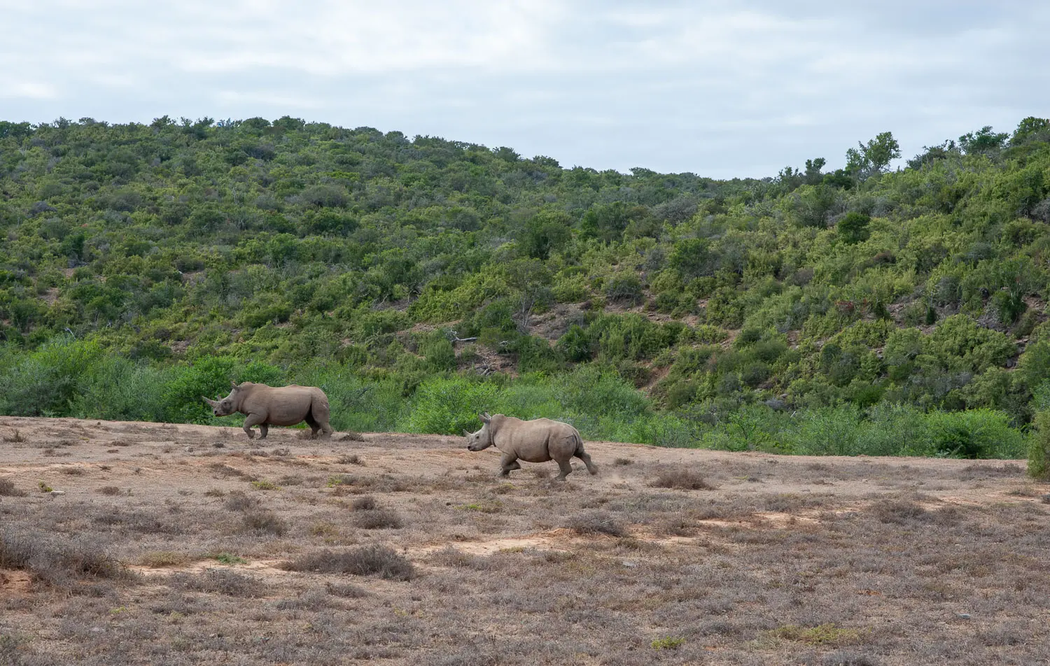 Une femelle rhinocéros blanc et son petit de deux ans s'éloignent ensemble dans le bush après le réveil, réunis.