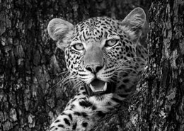 safari leopard botswana itinérant sur mesure afrique agence