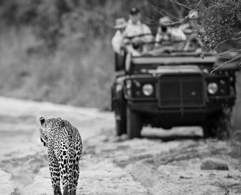 leopard kruger sabi sands voyage luxe privée Afrique du Sud