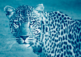 Un safari dans le Delta de l'Okavango, vous y verrez des LEOPARDS - Mungo Park