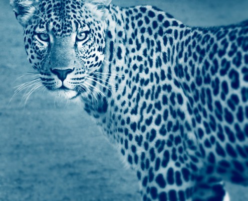 Un safari dans le Delta de l'Okavango, vous y verrez des LEOPARDS - Mungo Park