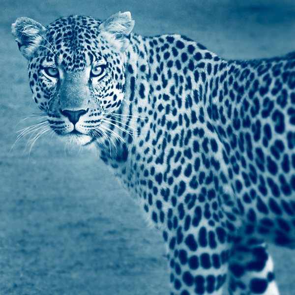 Un safari dans le Delta de l'Okavango, vous y verrez des LEOPARDS - Mungo Park
